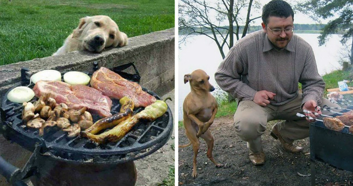  На что готовы собаки ради еды (12 фото)