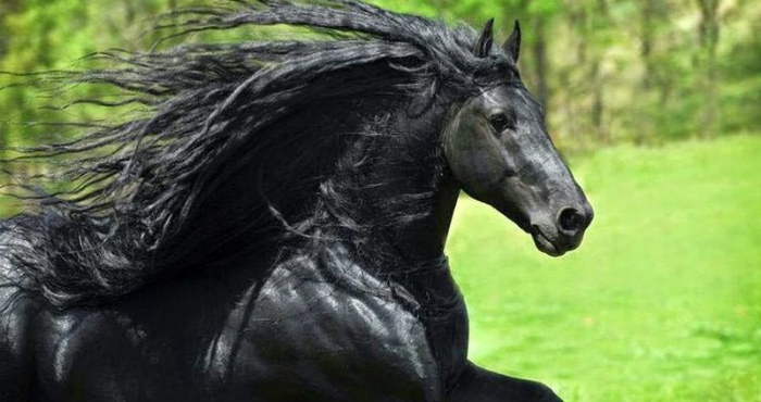  Самый прекрасный конь на Земле — Фредерик Великий, и это не случайно!