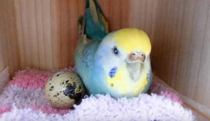  Она подложила перепелиное яйцо своему попугаю. И вот что тот сделал с ним